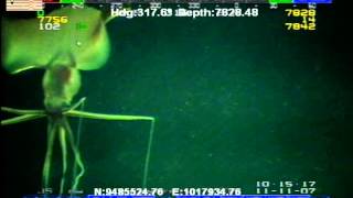 Bigfin Squid [upl. by Griffith]