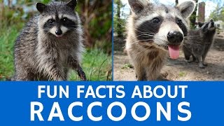 Interesting Facts about Raccoons – Cute Animal Video for School Learning [upl. by Sineray]