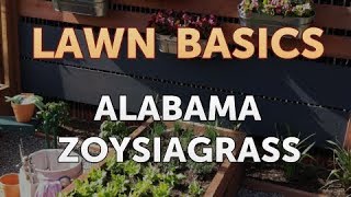 Alabama Zoysiagrass [upl. by Renata]