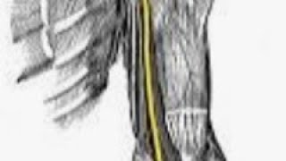 Understanding Median Nerve Anatomy and function medicalstudent [upl. by Winer]