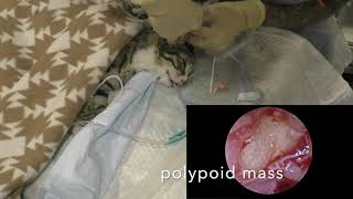 Otoscopy feline otitis media Отоскопияю Средний отит у кошки [upl. by Eugenle551]