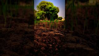 Village shorts 🌾 farming status 🌾🌾 villagelife desi farming shorts reels [upl. by Herzog]