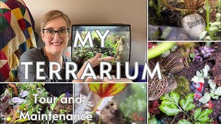 Terrarium Tour and Chores [upl. by Shaffer680]