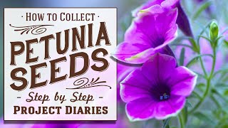 ★ How to Collect Petunia Seeds A Complete Step by Step Guide [upl. by Sanyu]