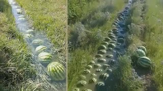 Watermelons flowing down a stream [upl. by Kati]