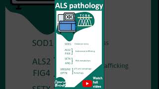 ALS  Amyotrophic lateral sclerosis  pathology and diagnosis  USMLE  1 minute pathology [upl. by Gerhan]