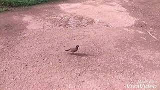 Tan tana tan tan tan tara slow motion walk by bird [upl. by Atnas36]