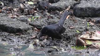 CHANGO o MOZAMBIQUE Greater Antillean Grackle Quiscalus niger brachypterus bebiendo agua [upl. by Oicirbaf]