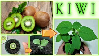 PIANTINA DI kIWI A COSTO ZERO dagli scarti del frutto how to grow kiwi tree como dar alla luz kiwi [upl. by Anila]