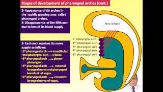 Magdy Said Anatomy SeriesSpecial Embryology1pharyngeal arches branchial apparatus [upl. by Aneeles9]