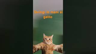 Stringi le mani al gatto 🤣 [upl. by Memory]