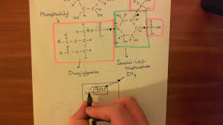 The Phosphoinositide Pathway Part 3 [upl. by Eelyme238]