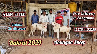 KMS Farm  Amingad Sheep for sale  9632442101 amingadtagaru Gowribidanur [upl. by Assilat]