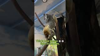 Koalas fighting in a tree🐨 vs 🐨 [upl. by Anivlis]