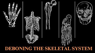 THE SKELETAL SYSTEM OVERVIEW  A BONEY GUIDE [upl. by Mill692]