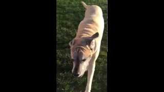 English Mastiff Protecting his house [upl. by Adiraf]