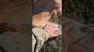 Red foal sleeps serenely horses horse [upl. by Norej692]