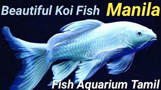 Manila Fish or white Koi Fish Beautiful Collection  Fish Aquarium Tamil [upl. by Atel493]