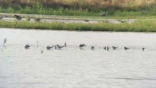 Gullbilled Tern  Gelochelidon nilotica  Lachstern 17 augustus 2024 [upl. by Menedez]