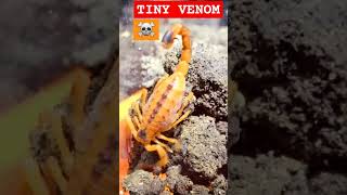 🦂💯☠️💯🦂TINY VENOM💯SCORPION TITYUS🦂💯☠️💯🦂 scorpion venom nature wildlife [upl. by Olyhs]