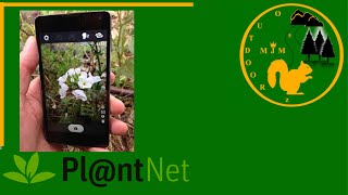 Plant net App Review  How to EASILY use Plant Net App [upl. by Llehctim]