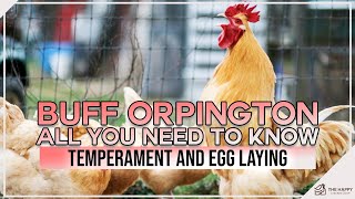 Buff Orpington All You Need To Know Temperament and Egg Laying [upl. by Amaty648]