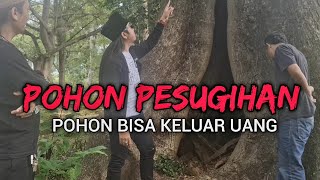 POHON PESUGIHAN USIA RIBUAN TAHUN SAKRAL❗️ [upl. by Akerboom]