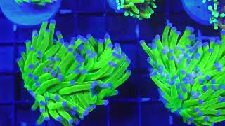 Reef Lounge  Norco CA Fish Store Tour  Update [upl. by Blockus]