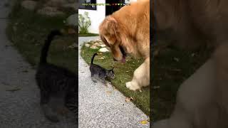 dog  funny  The dog and the kids 🐕🦮🐶 [upl. by Fletch980]