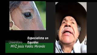 Médico Veterinario Zootecnista Jesús Valdéz Miranda Especialista en Equidos por mas de 45 años [upl. by Casta]