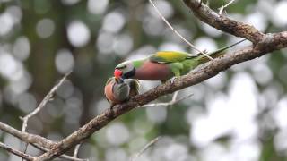 Redbreasted Parakeets [upl. by Osmen]