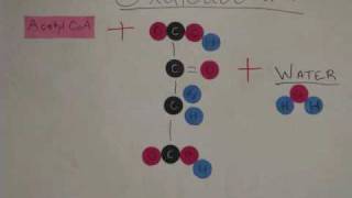 Glycolysis and Krebs Cycle Animation [upl. by Jorey]