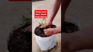 Tanam jeruk hasil teknik pisah batang jeruk pohonjeruk bertanam bertani gardening [upl. by Perkins543]