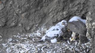 Peregrine falcon feeding young Day 30 [upl. by Amehsat]