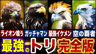 【最強の鳥】全てのトリの頂点とは…最強トリランキングTOP10【ゆっくり解説】 [upl. by Atikim]