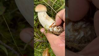 Boletus edulis  Porcini [upl. by Binnings]