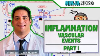 Immunology  Inflammation Vascular Events Part 1 [upl. by Raimondo]