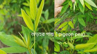 অড়হর গাছ Pigeon pea গাছের সঙ্গে আজ তোমাদের পরিচয় করিয়ে দেবো । rooftopgarden viralvideo [upl. by Atazroglam]