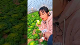 Fresh Green Bok Choy Harvest from Farm  Amazing Fresh Vegetables shorts satisfying [upl. by Marshal178]