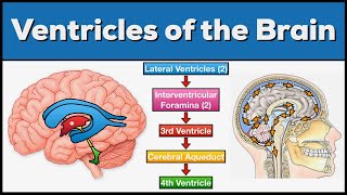 Ventricles of the Brain Anatomy and Cerebrospinal Fluid CSF Circulation [upl. by Aeduj]