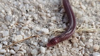 CULEBRILLA CIEGA Blind snake Blanus cinereus [upl. by Hugh]