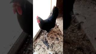 australorp breeder for sale [upl. by Htennaj]