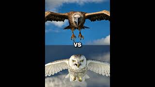 Snow owl vs Vultures vs  eagle falcon crow owl seagull Duck toucan bird Macow pigeon [upl. by Mossolb]