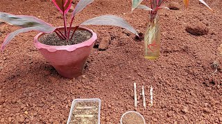 Cordyline Fruticosa hawaiian ti Plant Care and Guide [upl. by Skiba]