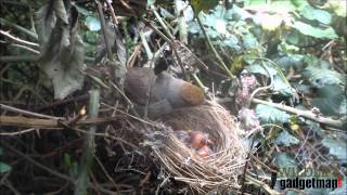 Blackcap Nest 1 240515 [upl. by Lina]