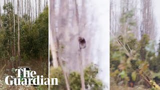 Video shows koalas clinging to trees as gum trees cut down on Kangaroo Island [upl. by Bambie822]