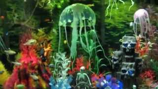 Freshwater Fish Tank Penn Plax Action Air Toys 20141113 [upl. by Ulrich]