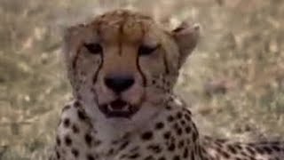 Cheetahs and Snakes Hunt in the African Wild  BBC Studios [upl. by Teraj]