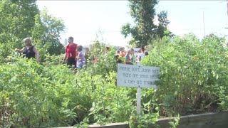 Como Park Elementary School Garden [upl. by Rilda]