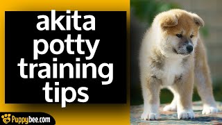 Akita Puppy Potty Training Tips dog trainer advice [upl. by Ahsinned]